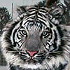 tijger2.gif