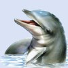 dolfijn-2.jpg