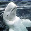witte-dolfijn.jpg
